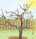 Prune a Fruit Tree